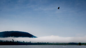 Eagle above the Clouds, Whitney Wilderness Area 2021