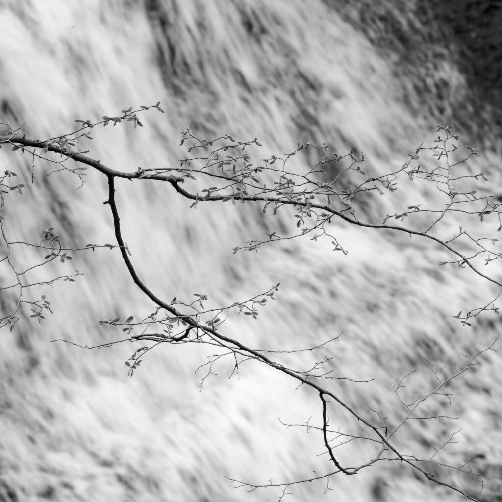 Spring blossoms and waterfall near Turning Point Park