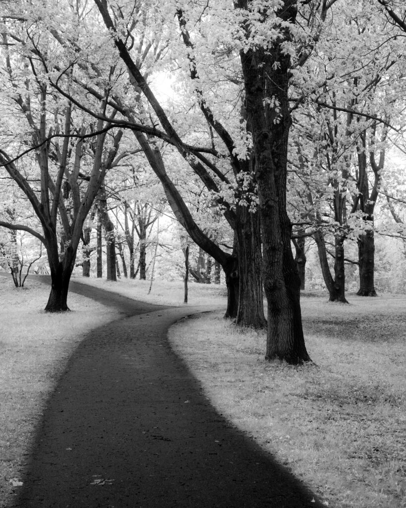 Sprung Oak, Genesee Valley Park, 2025