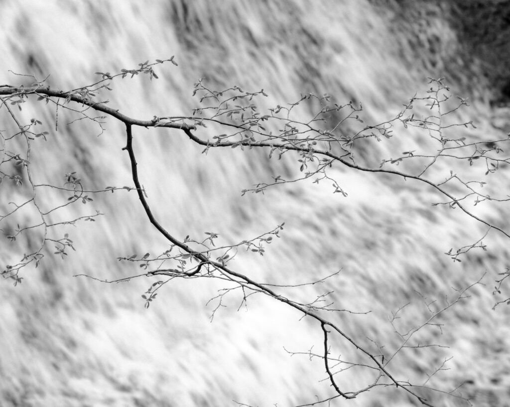 Blossoming Sapling with Waterfall, Turning Point Basin, 2024